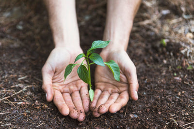 hands-protecting-plant.jpg__PID:21e28627-637b-452e-99e5-c28ba8933fa6