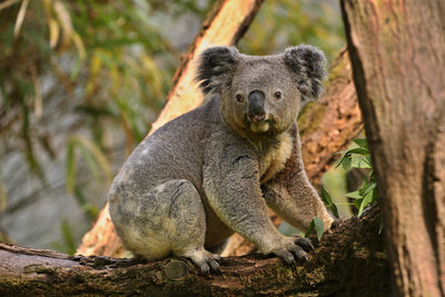 koala-bear-tree (2).jpg__PID:08f45876-6383-486f-93dc-1a6ef33a1f6e